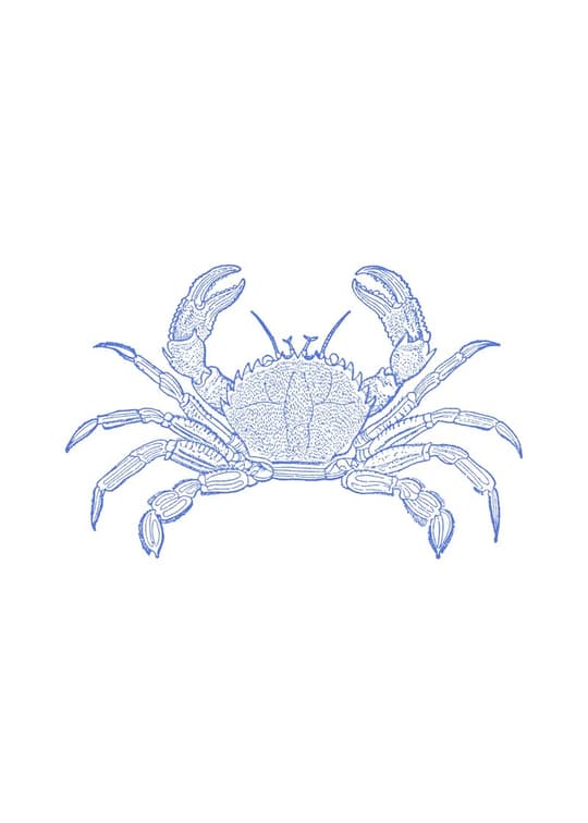 Blue Crab Study