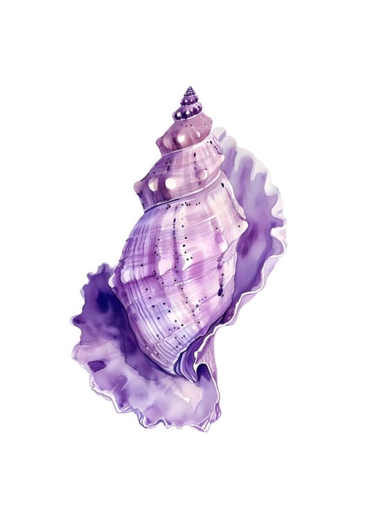 Purple Seashell Study