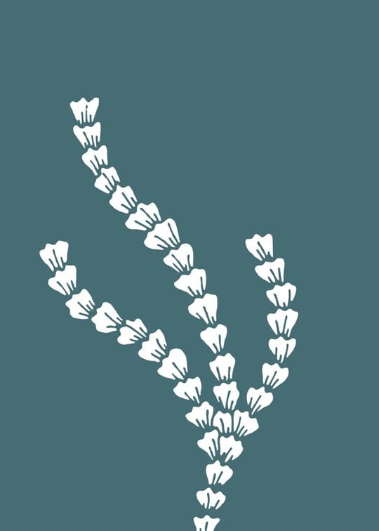 Lavender Bloom