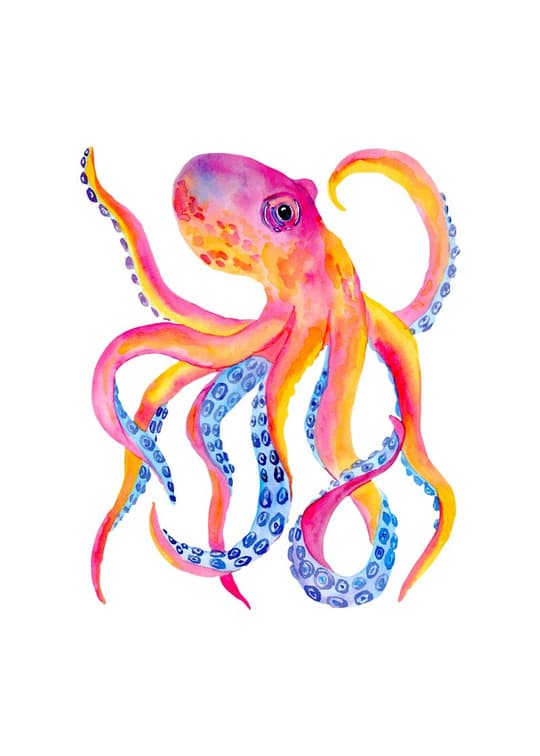 Rainbow Octopus