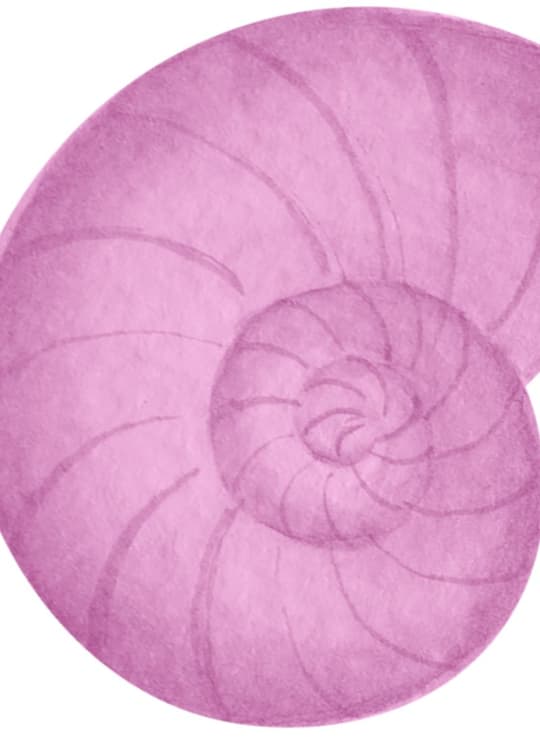 Pink Nautilus Shell