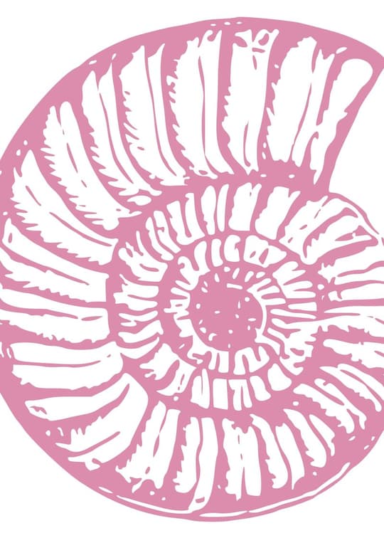 Pink Daisy Circle