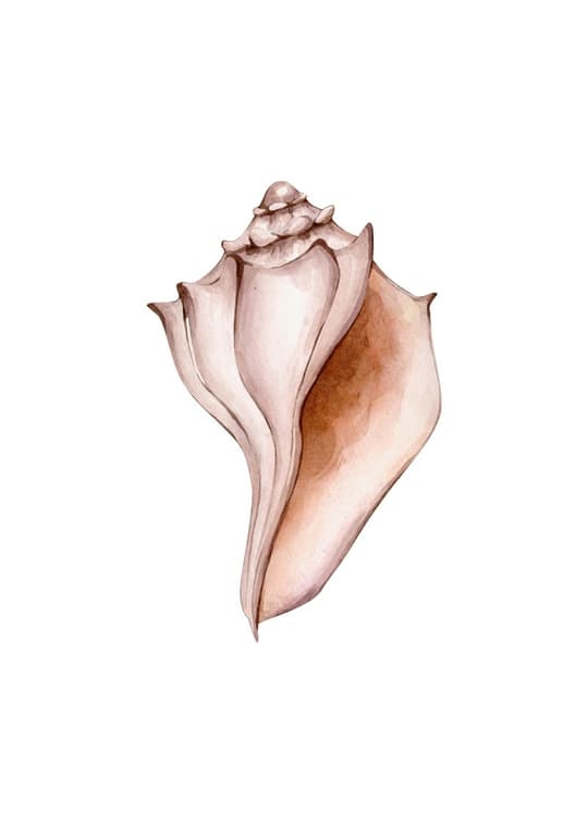 Seashell Study