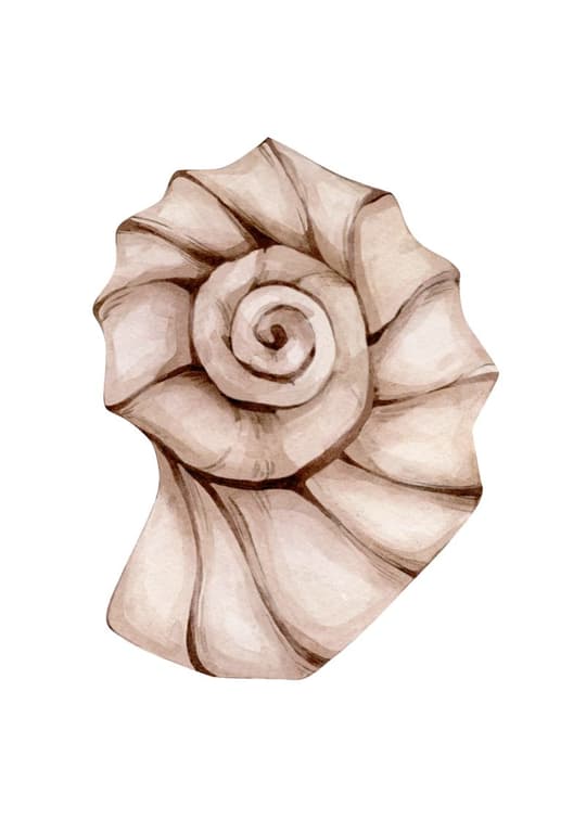 Spiral Rose