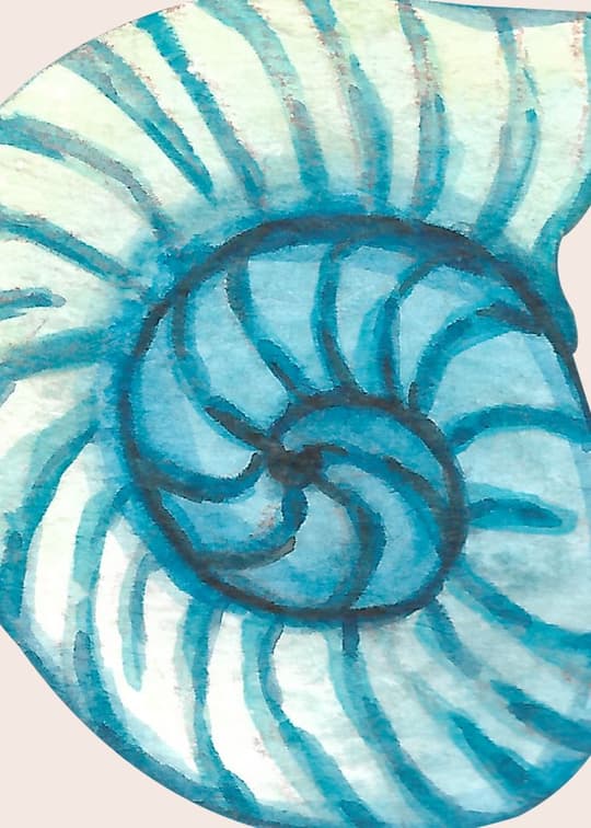 Turquoise Nautilus Shell