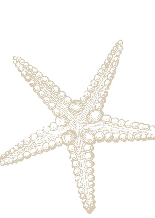 Starfish Study