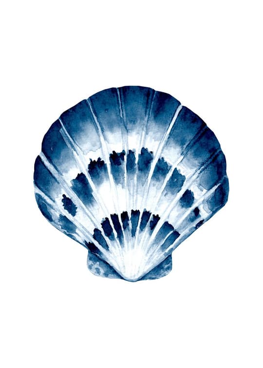 Blue Seashell Study