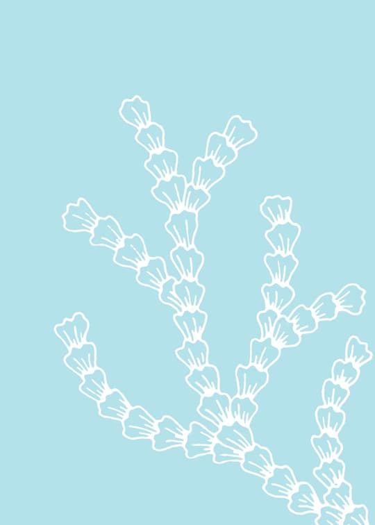 Minimalist Cactus