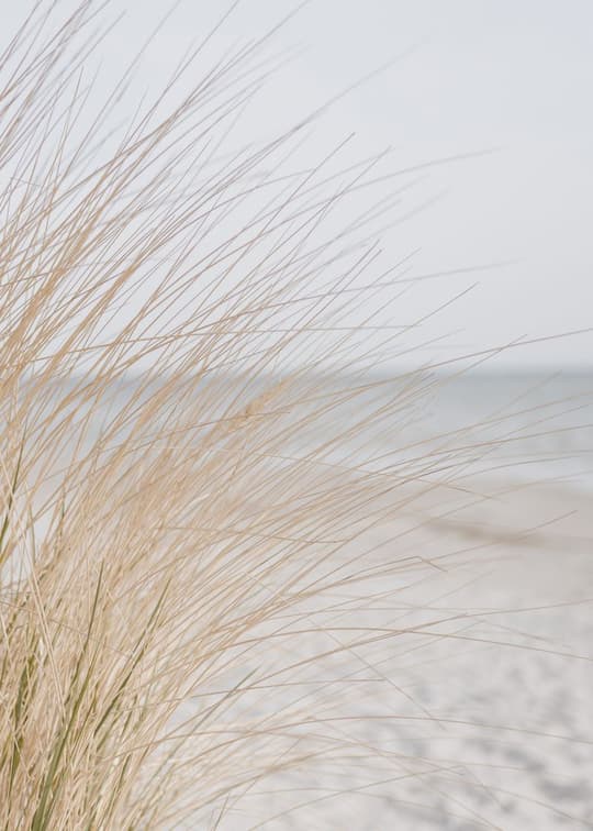 Coastal Dune Grass