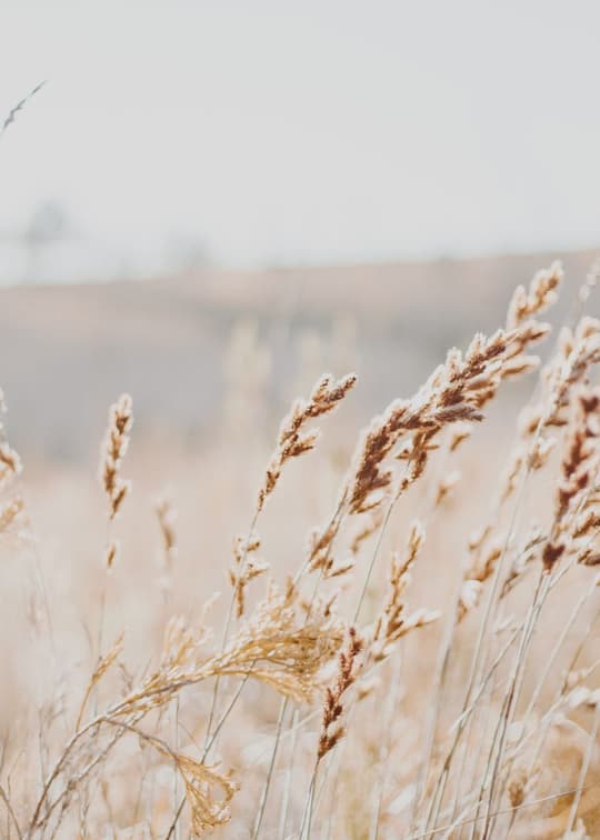 Frost-Kissed Grasses in Mist