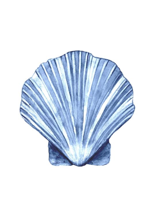Blue Seashell Study