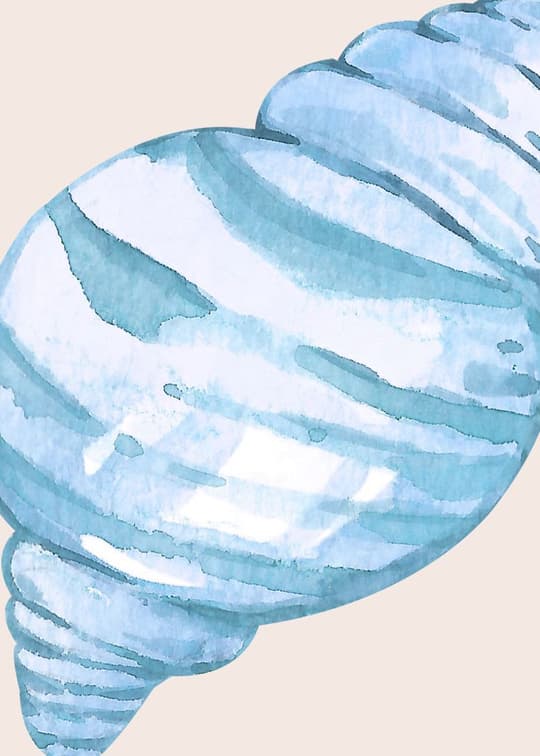 Spiral Shell Study