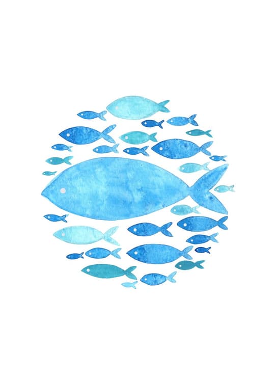 School of Fish