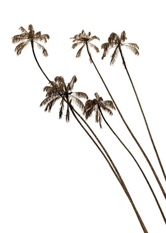 Tall Palm Trees