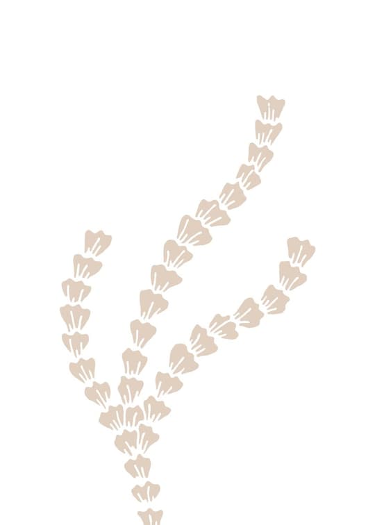Botanical Seedpod Arrangement