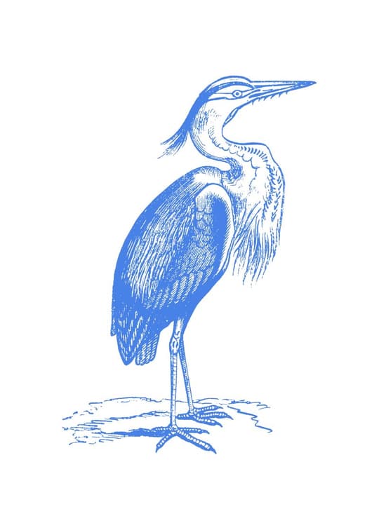 Blue Heron Study