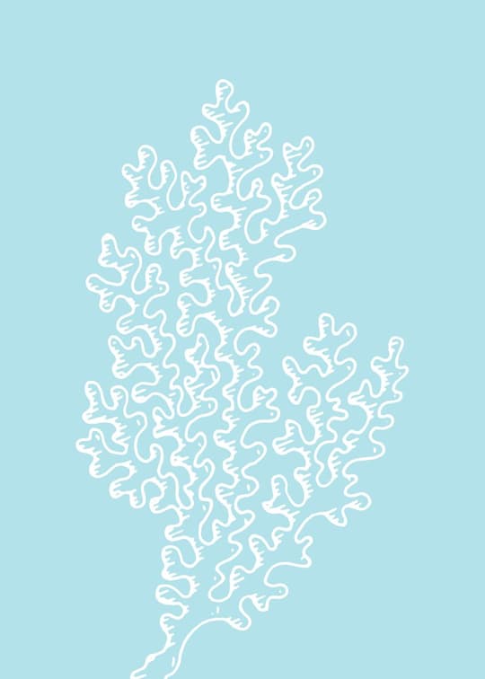 Branching Coral Form
