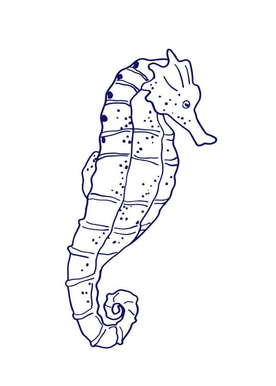 Seahorse Line Study