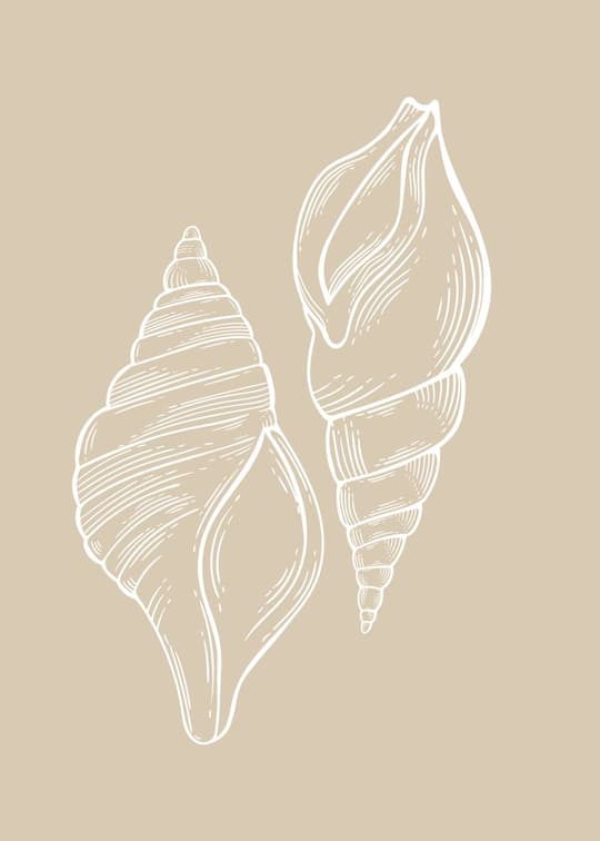 Seashell Sketch Pair