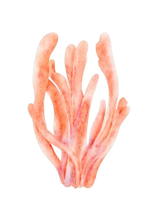 Coral Fronds