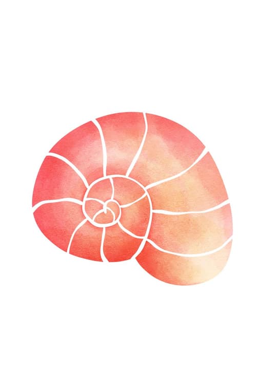 Nautilus Shell Study