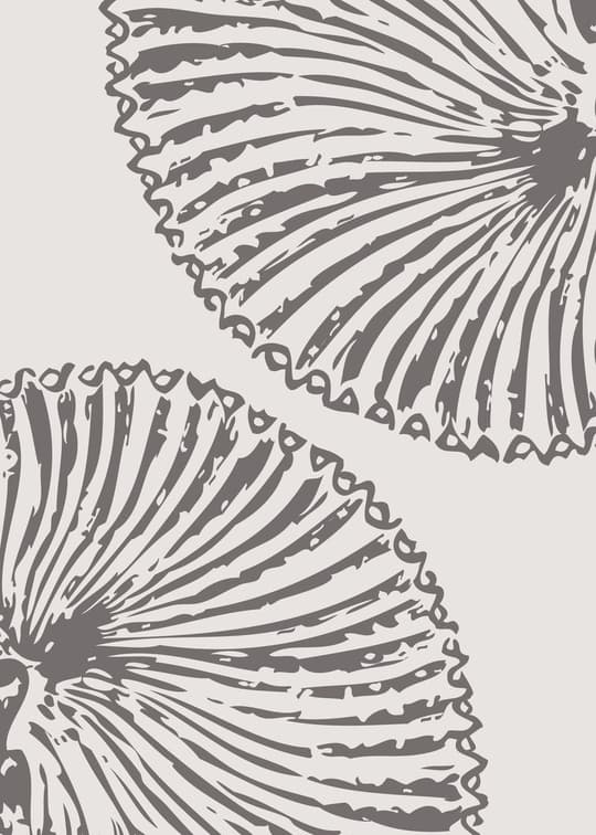 Butterfly Wings Study