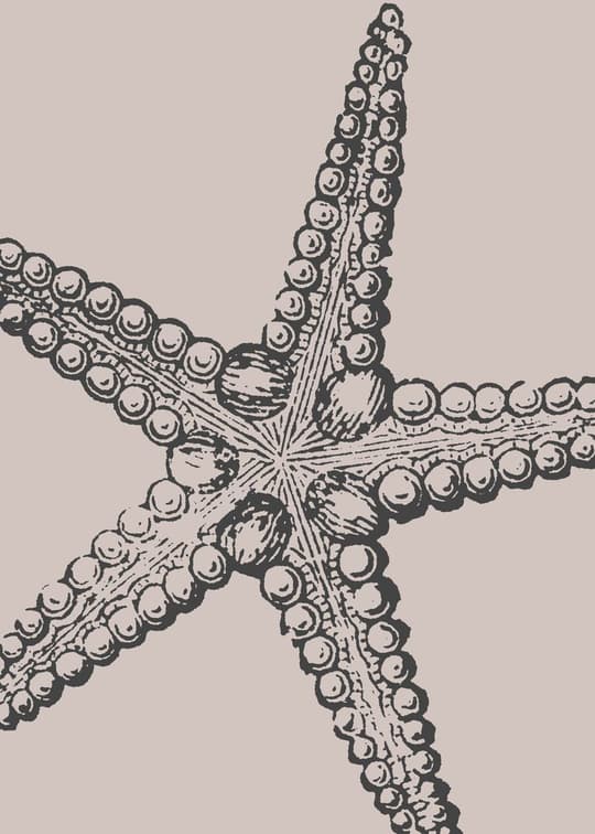 Starfish Anatomy