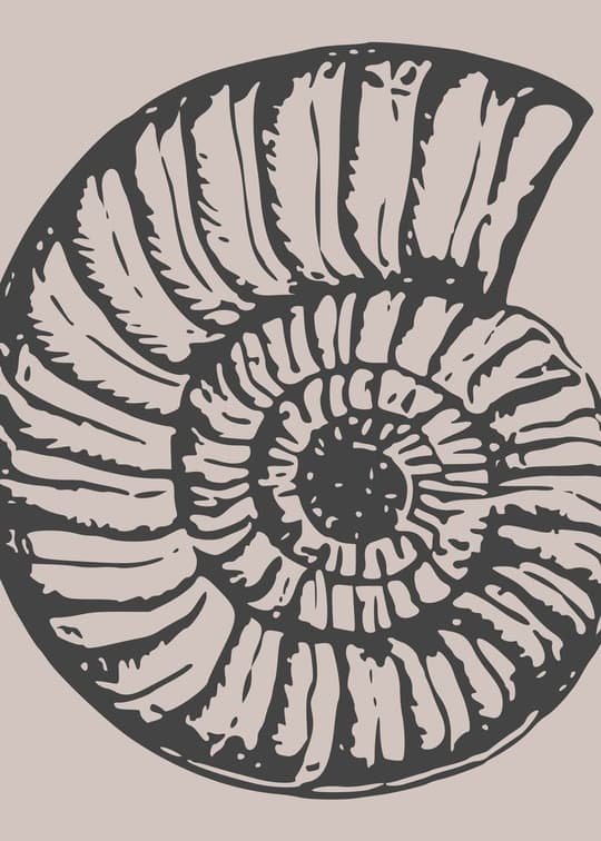 Ammonite Shell Study