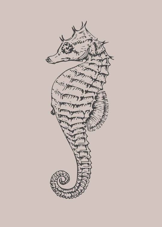 Seahorse Anatomical Study