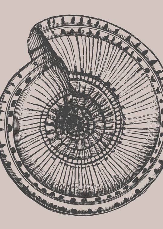 Tree Ring Cross Section