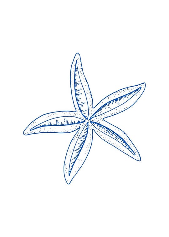 Blue Starfish