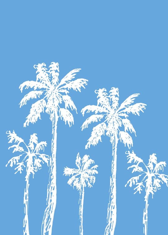 Palm Trees Blue Sky