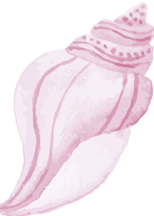 Blush Conch Shell