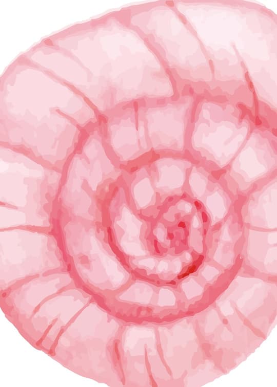 Pink Peony Study