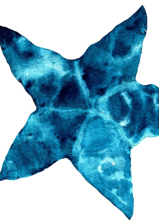 Ocean Starfish