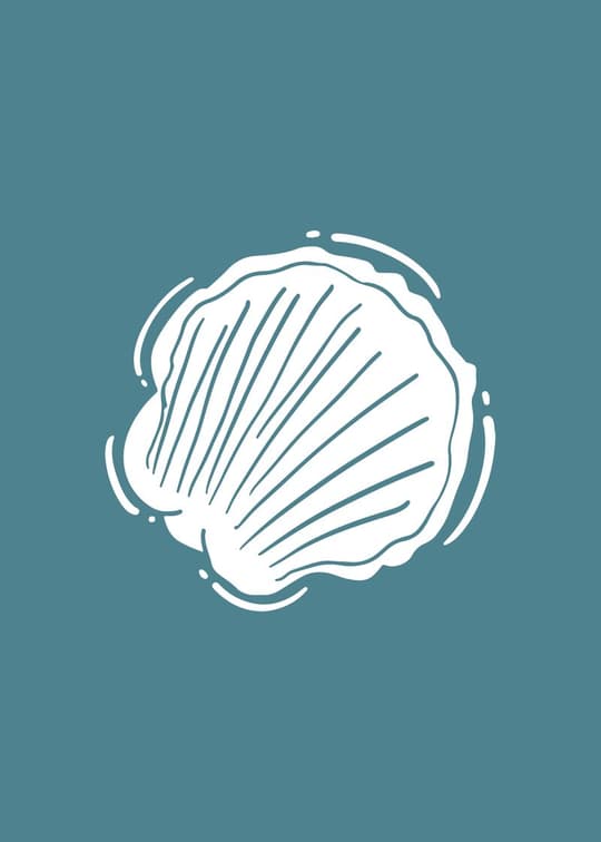 Shell Line Drawing