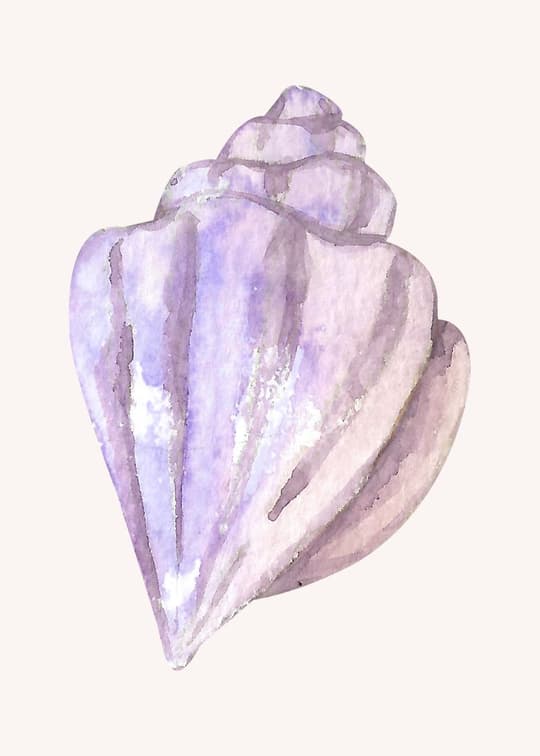 Purple Seashell Study