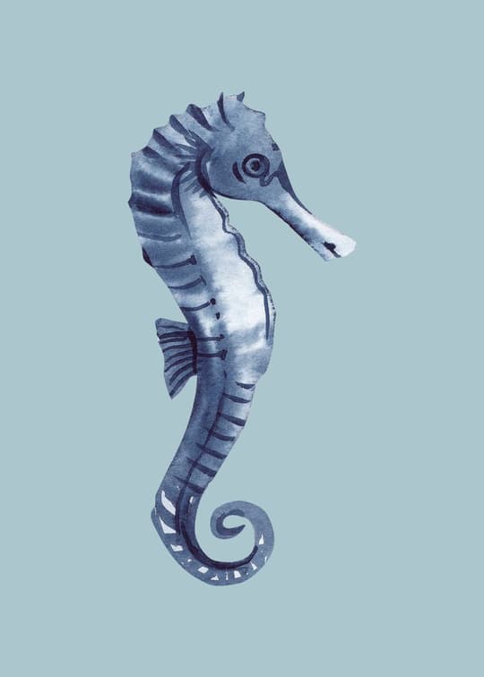Seahorse Study