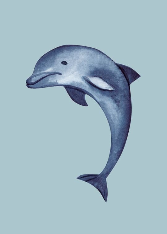 Graceful Dolphin
