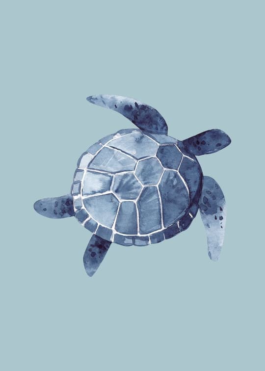 Sea Turtle