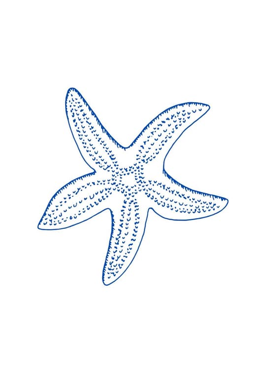 Blue Starfish