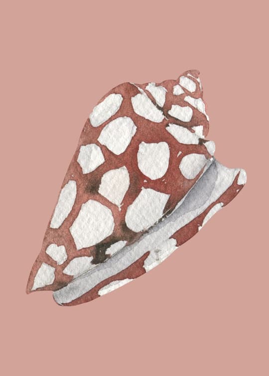 Spotted Shell Study
