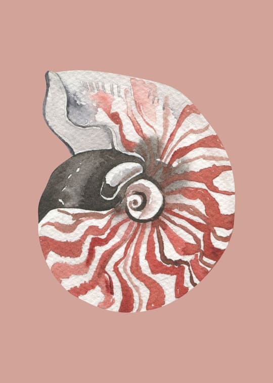 Nautilus Shell Study