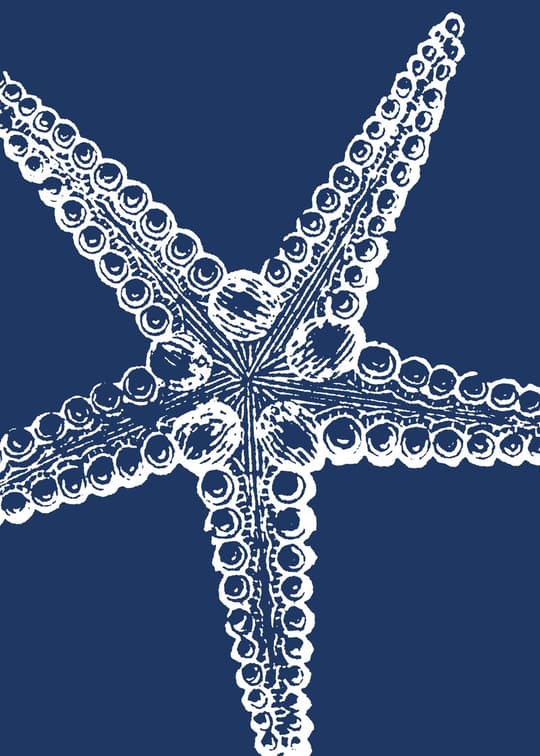 Starfish Specimen