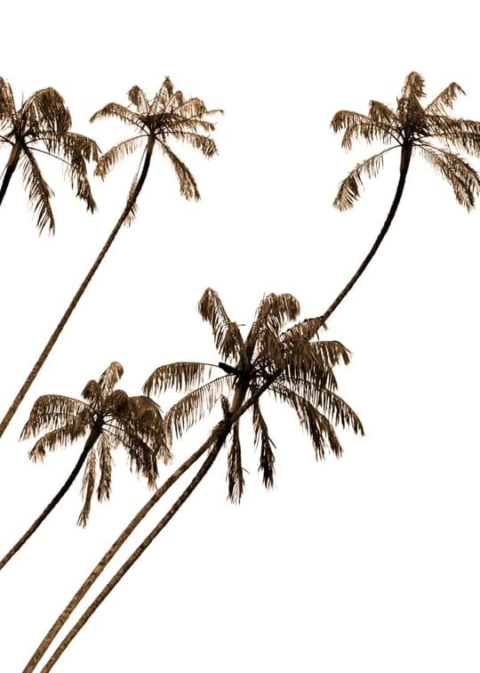 Palm Trees Against Sky