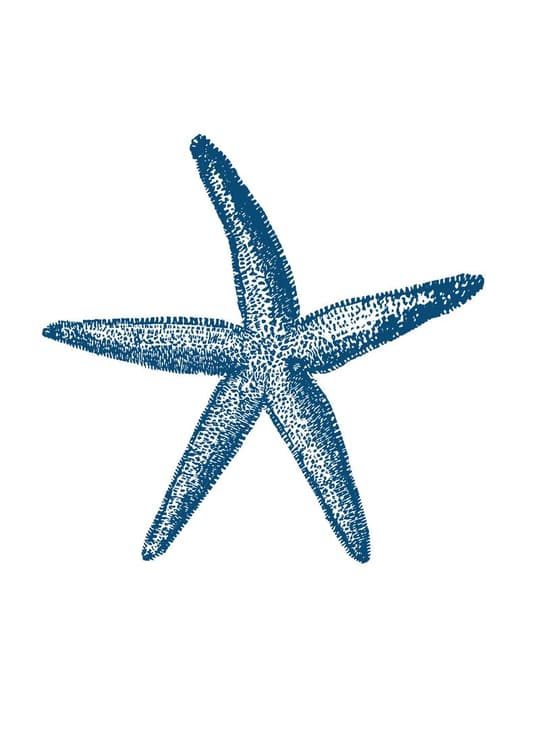 Blue Starfish