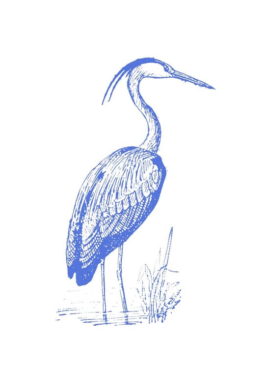 Blue Heron Study