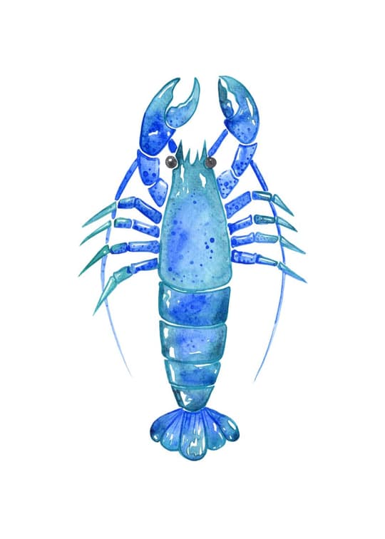 Blue Lobster