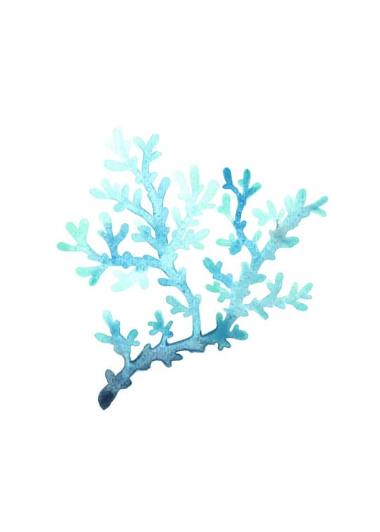 Turquoise Sea Coral