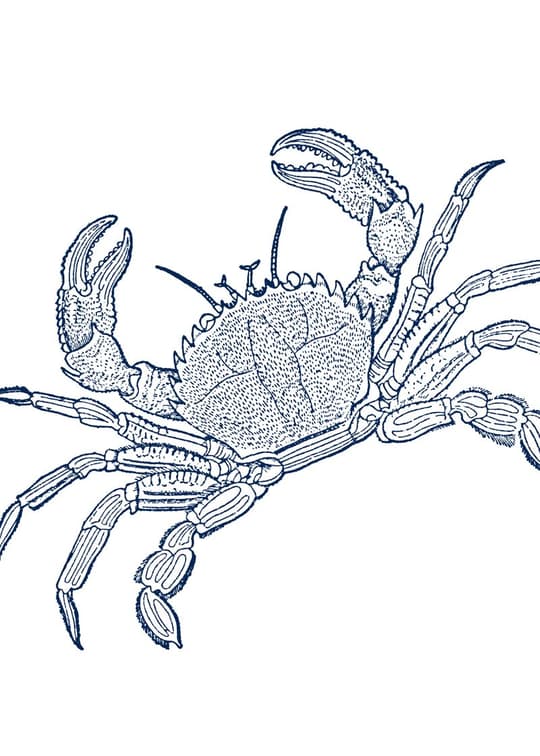 Blue Crab Line Drawing